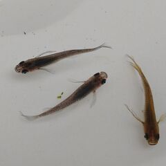 ◆値下◆メダカ（黒蜂スワロー）※上物※《2021年生：若魚》３匹