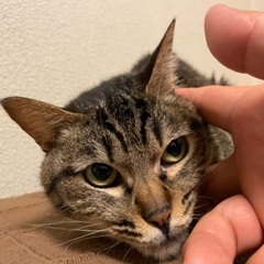 大阪引っ越しのため急ぎます！完全室内飼いの２5ヶ月のキジトラ