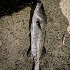綱島〜鶴見の鶴見川でシーバス友達募集