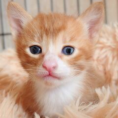4月7日生まれの子猫ちゃん①♡