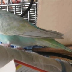 セキセイインコの目撃情報・保護情報求めてます！
