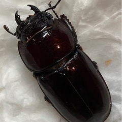 ダイトウヒラタクワガタ ペア  (北大東島産)の画像