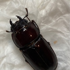 ダイトウヒラタクワガタ ペア  (北大東島産)の画像