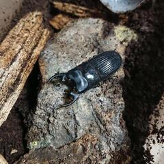 プラティオドンネブトクワガタ幼虫4頭セット