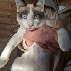 人慣れ抜群の猫ちゃん(里親様決定しました！)