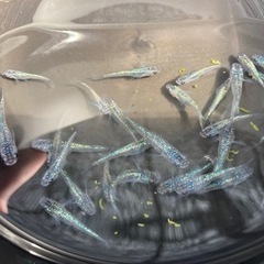 -遠州旅-  サファイアめだかの画像