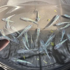 -遠州旅-  サファイアめだかの画像