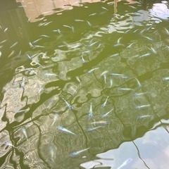 -遠州旅-  サファイアめだか