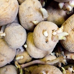 じゃがいも　種芋　1キロ