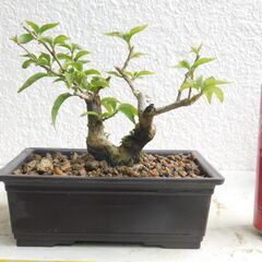 小品盆栽ブーゲンビリアー１