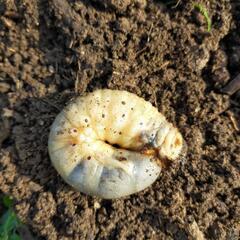 カブトムシの幼虫