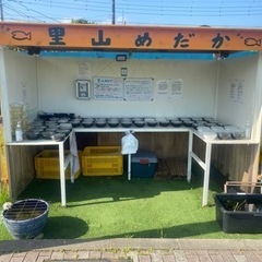 里山公園前　メダカ無人販売所　里山めだか　5/8出店