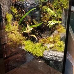 熱帯魚始めてみませんか？の画像