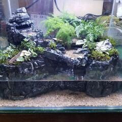 熱帯魚始めてみませんか？の画像