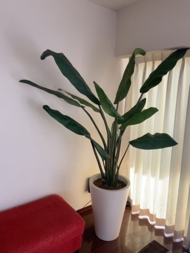 ★造花★観葉植物★大型★フェイク★オーガスタ★中古