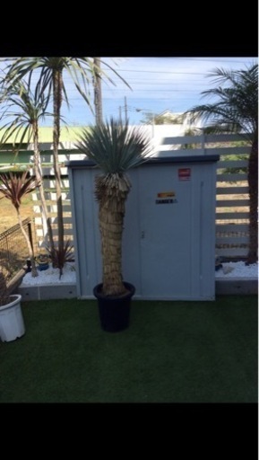 ユッカ　ロストラータ　太株