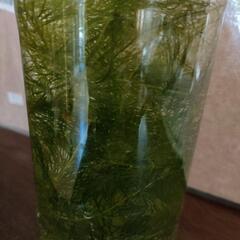 ミナミヌマエビ 15匹 ➕水草➕ レッドラムズホーン