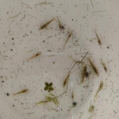 ミナミヌマエビ 15匹 ➕水草➕ レッドラムズホーンの画像