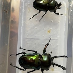 ニジイロクワガタ グリーンペア
