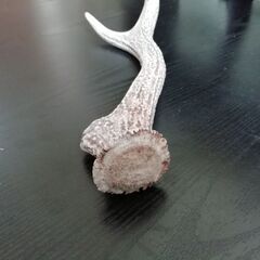 鹿の角の画像