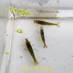 ミナミヌマエビ　15匹