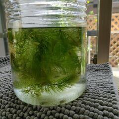 ミナミヌマエビ メダカ 水草 容器付きの画像