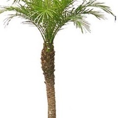 フェニックス　ヤシの木🌴