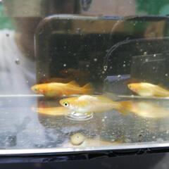 東天光メダカの幼魚販売の画像