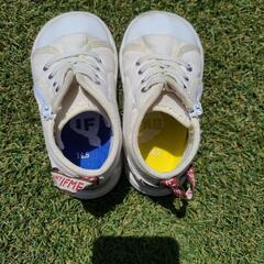 イフミー　14.5cmの画像