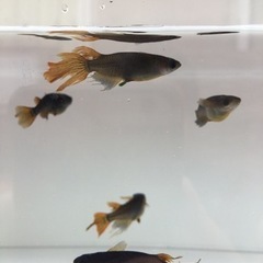 ✨サタン (若魚〜成魚)  5匹✨の画像