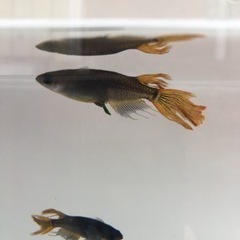 ✨サタン (若魚〜成魚)  5匹✨の画像