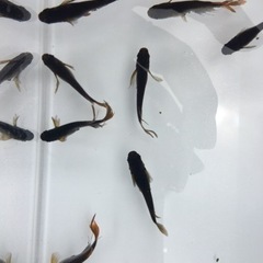 ✨サタン (若魚〜成魚)  5匹✨の画像