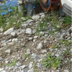 草刈り　茨城県つくば市　一人募集