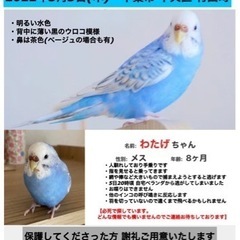 千葉市・水色のセキセイインコ探しています
