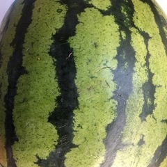 熊本植木スイカ！！傷あり限定一個のみ販売！LLサイズ🍉