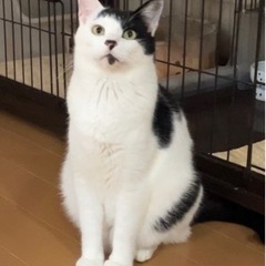 オカッパ頭が可愛いペロ - 猫