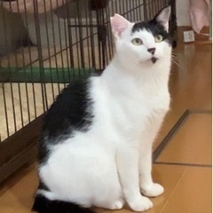 オカッパ頭が可愛いペロ − 東京都