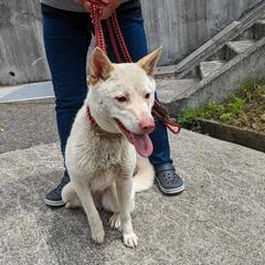 わんちゃん(∪・ω・)里親募集