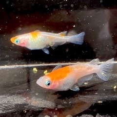 めだか 紅白 3ペア(計6匹) 