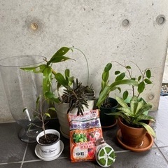 植物、ガラス花器などまとめて