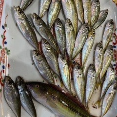ゆる〜く海釣りできる人、始めたい人♪
