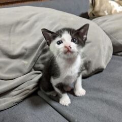 仲良し兄弟 - 猫