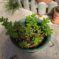 多肉植物ルビー鉢植え