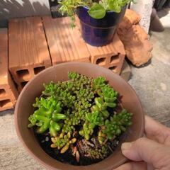 多肉植物ルビー鉢
