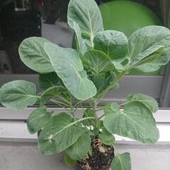 芽キャベツ苗