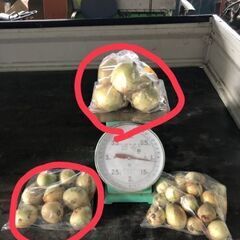 完売❗　白石産早生新玉ねぎ　5/6入荷分　お問合せありがとうござ...