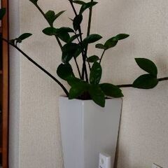 植木鉢 陶器 白の画像