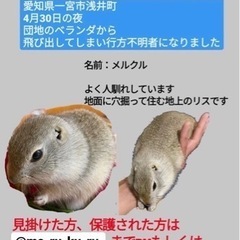 リチャードソンジリスが行方不明に。見かけた方はご連絡を