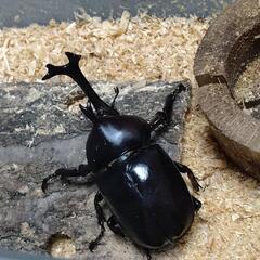 国産カブトムシ