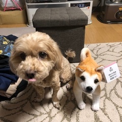 里親募集